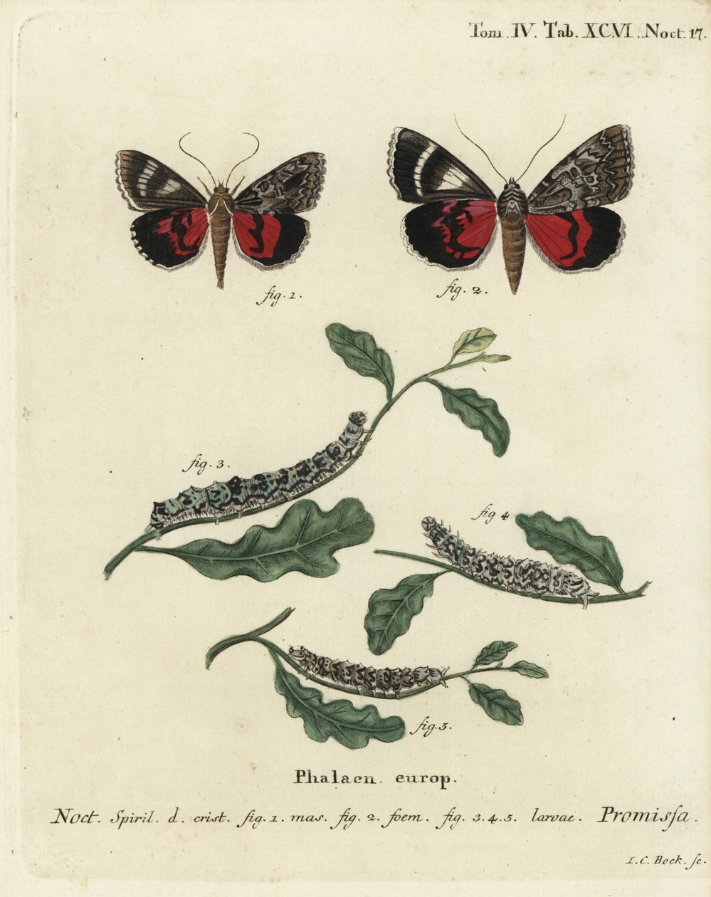 Vaaleanpunainen koi, Catocala promissa. Johann Carl Bockin käsinvärinen kuparikaiverrus Eugenius Johann Christoph Esperin Perhoset kuvituksessa luonnosta Erlangenin mukaan tekijältä Johann Carl Bock