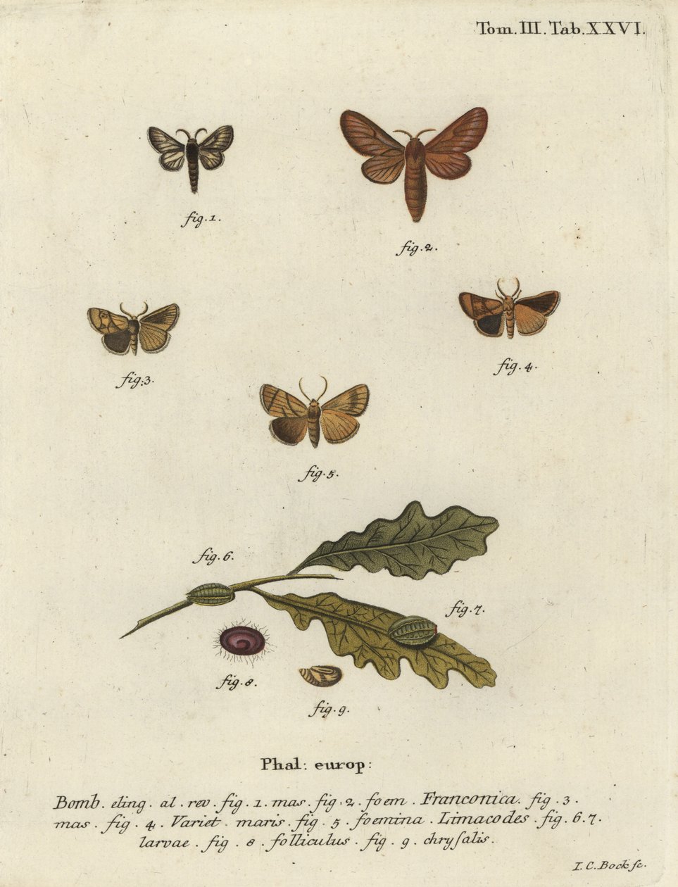 Malacosoma franconicum -yökkönen ja festoon, Apoda limacodes. tekijältä Johann Carl Bock