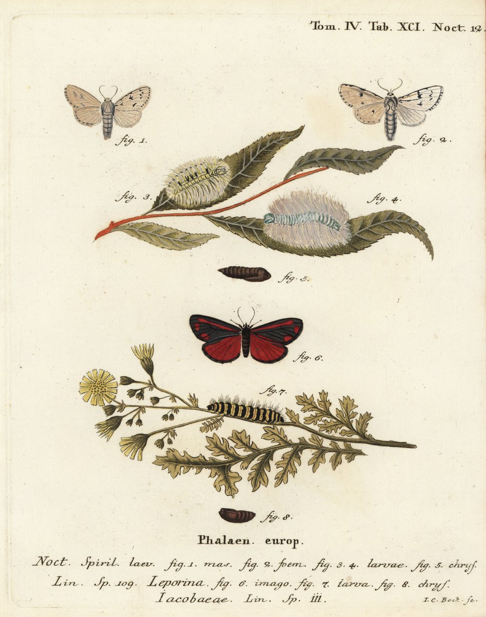 Miller-koi, Acronicta leporina 1-5 ja kiinarikoi, Tyria jacobaeae 6-8. Johann Carl Bockin käsinvärinen kuparikaiverrus Eugenius Johann Christoph Esperin Perhoset kuvituksessa luonnosta, Erlangen tekijältä Johann Carl Bock