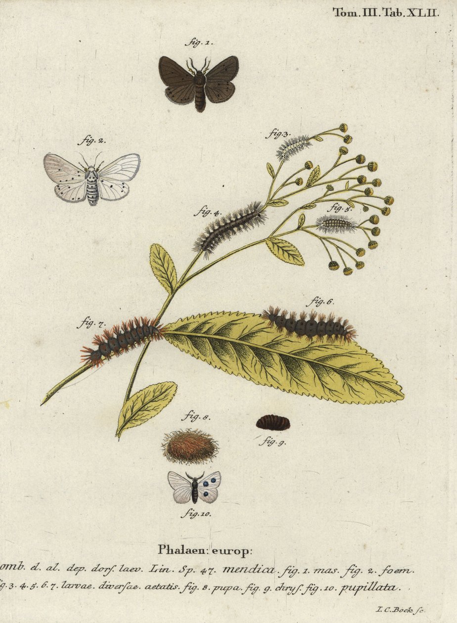 Musliiniperhonen, Diaphora mendica. tekijältä Johann Carl Bock