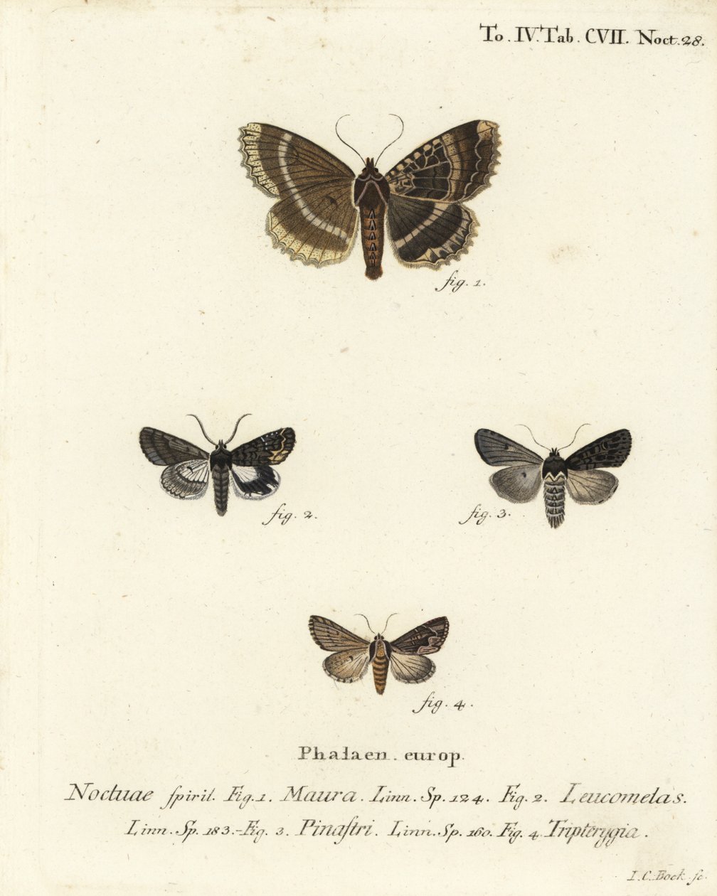 Vanha rouva tai musta alussiipi, Mormo maura 1, itäinen alkymisti, Aedia leucomelas 2 ja Dypterygia scabriuscula 3,4. Johann Carl Bockin käsinvärinen kuparikaiverrus Eugenius Johann Christoph Esperin Perhoset Na:n kuvituksessa tekijältä Johann Carl Bock