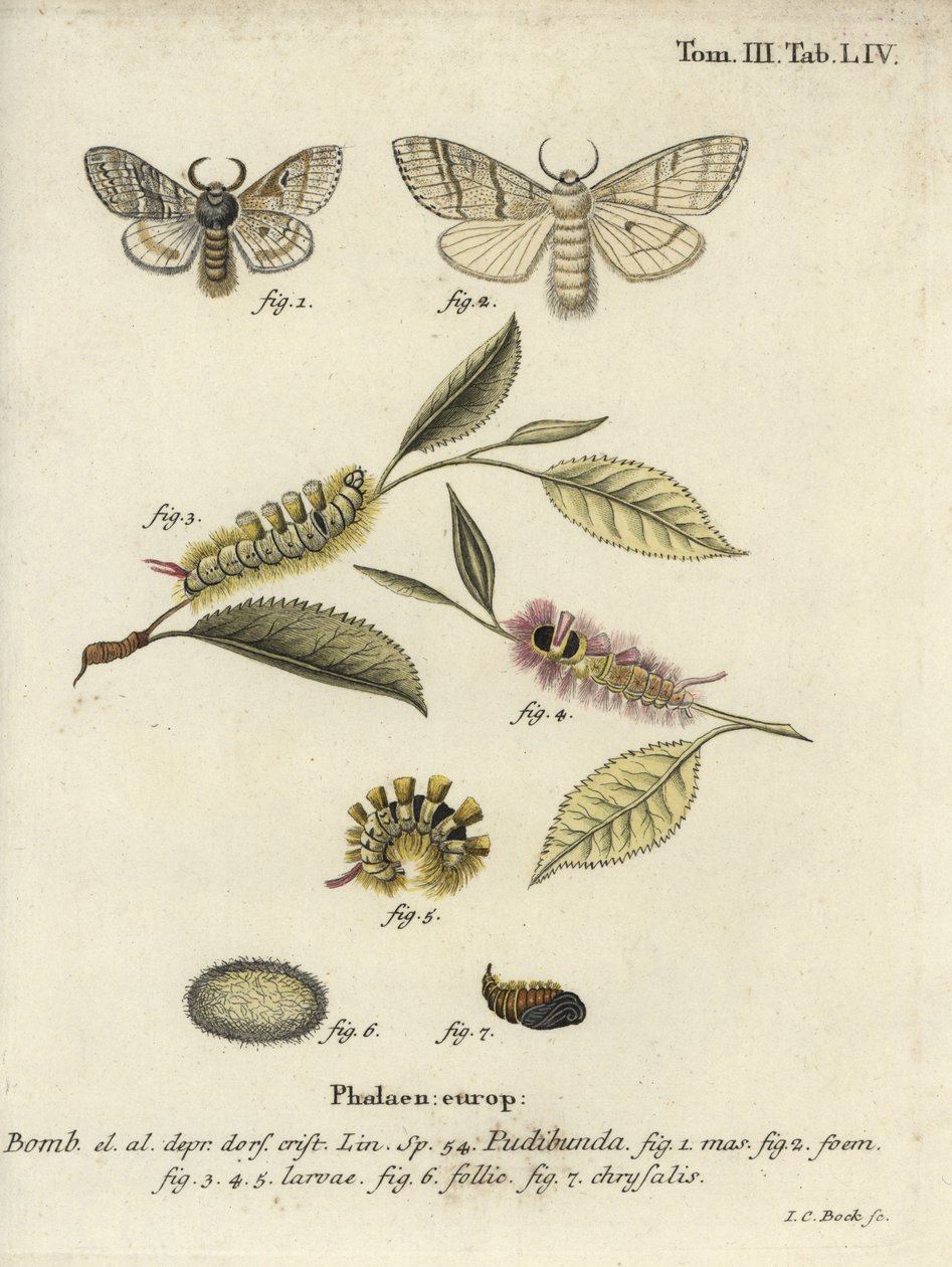 Vaalea pensaskerttu, Calliteara pudibunda. tekijältä Johann Carl Bock