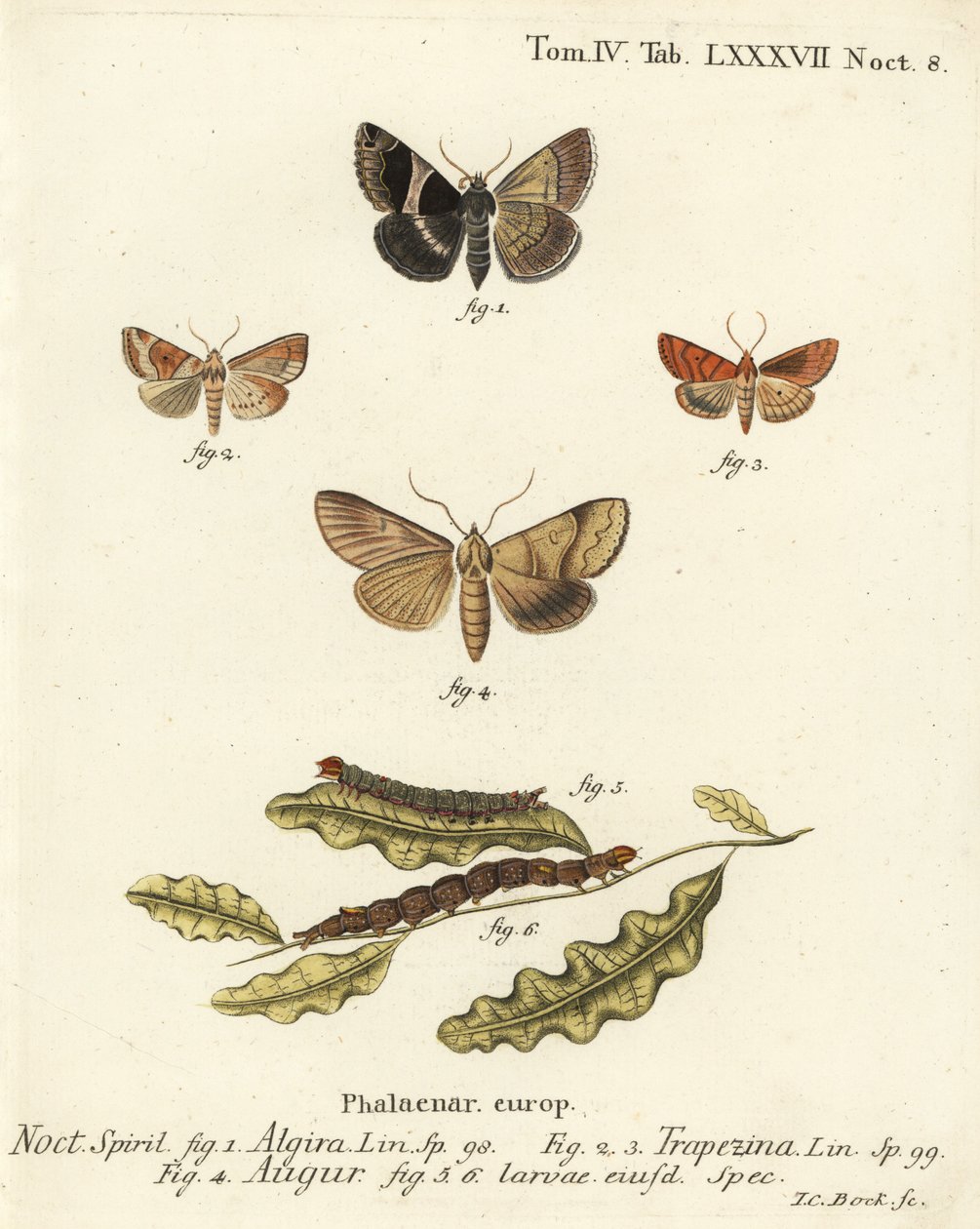 Matkustajakoi, Dysgonia algira 1, dun-bar, Cosmia trapezina 2-3, kaksinkertainen tikka tai ennustaja, Graphiphora augur 4, toukat 5-6. Johann Carl Bockin käsinvärinen kuparikaiverrus Eugenius Johann Christoph Esperin Die Schmetterlingen mukaan Abbildungen  tekijältä Johann Carl Bock