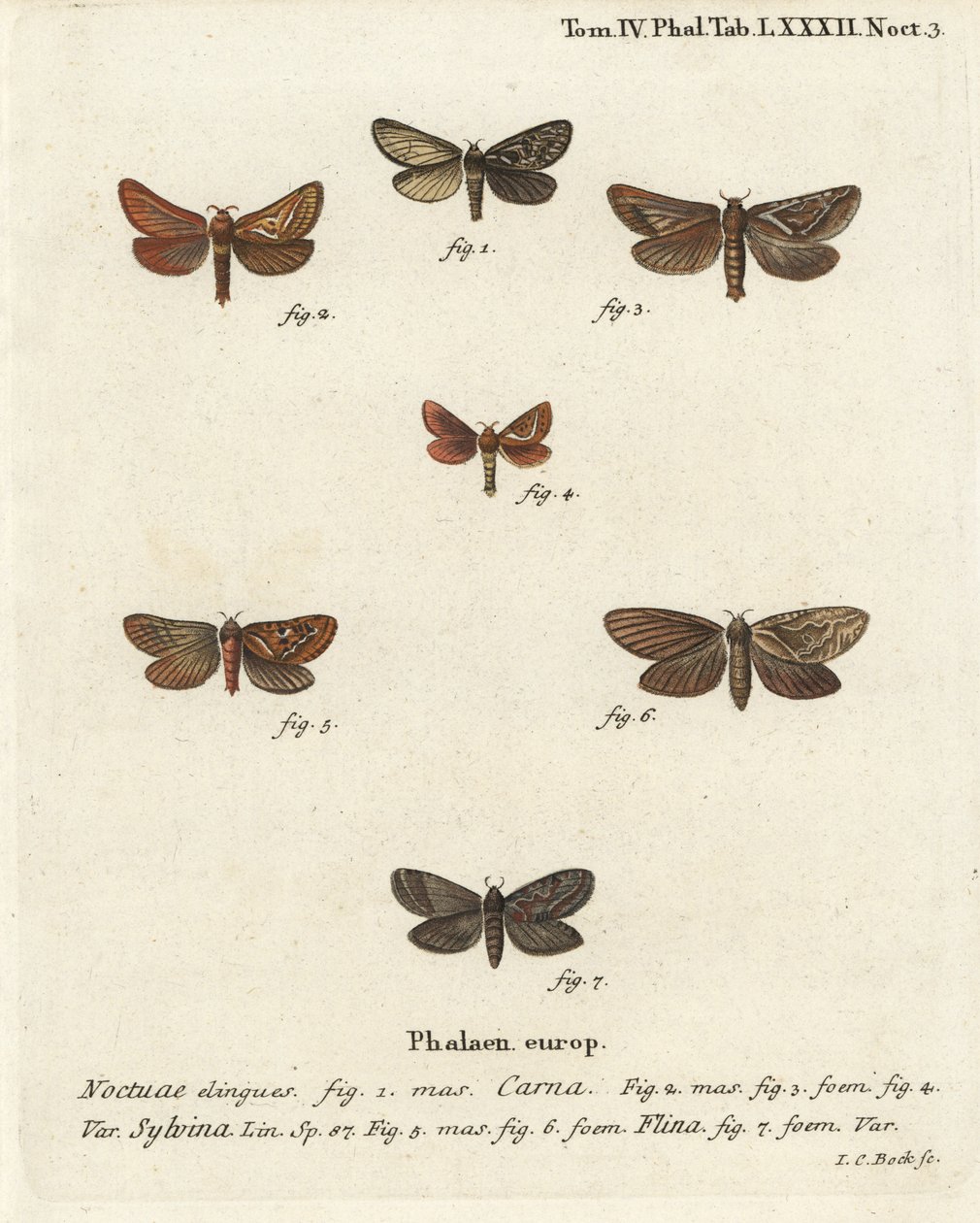 Pharmacis carna 2-4, oranssi swift, Triodia sylvina 5,6 ja kultainen swift, Phymatopus hecta 7. Johann Carl Bockin käsinvärinen kuparikaiverrus Eugenius Johann Christoph Esperin Perhoset kuvituksessa luonnosta, Erlangen tekijältä Johann Carl Bock