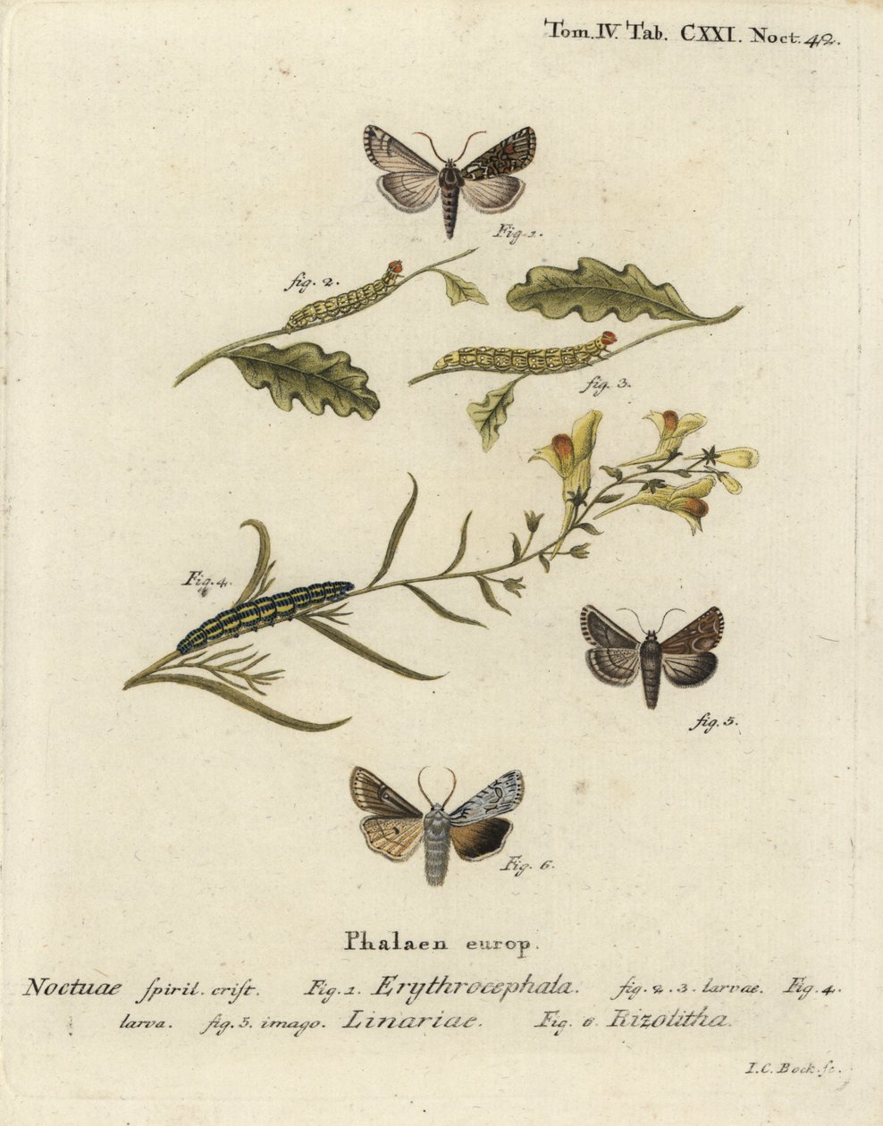 Punapäinen kastanja, Conistra erythrocephala 1-4, toadflax brocade, Calophasia lunula 5 ja harmaa lapasolmu, Lithophane ornitopus 6. Johann Carl Bockin käsinvärinen kuparikaiverrus Eugenius Johann Christoph Esperin A Schmetterlingen mukaan. tekijältä Johann Carl Bock