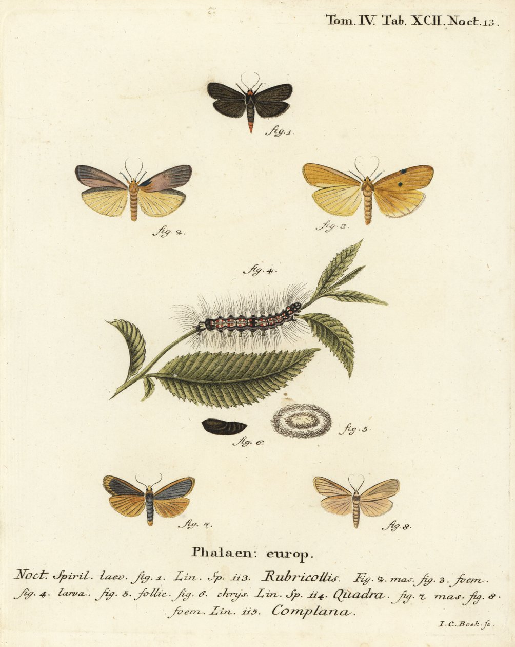 Punakaula-jalkamies, Atolmis rubricollis 1,, nelitäpläinen jalkamies, Lithosia quadra 2-6 ja puhvisjalkija, Katha depressa 7,9. Johann Carl Bockin käsinvärinen kuparikaiverrus Eugenius Johann Christoph Esperin Die Schmetterlingen mukaan Abbildungen na tekijältä Johann Carl Bock