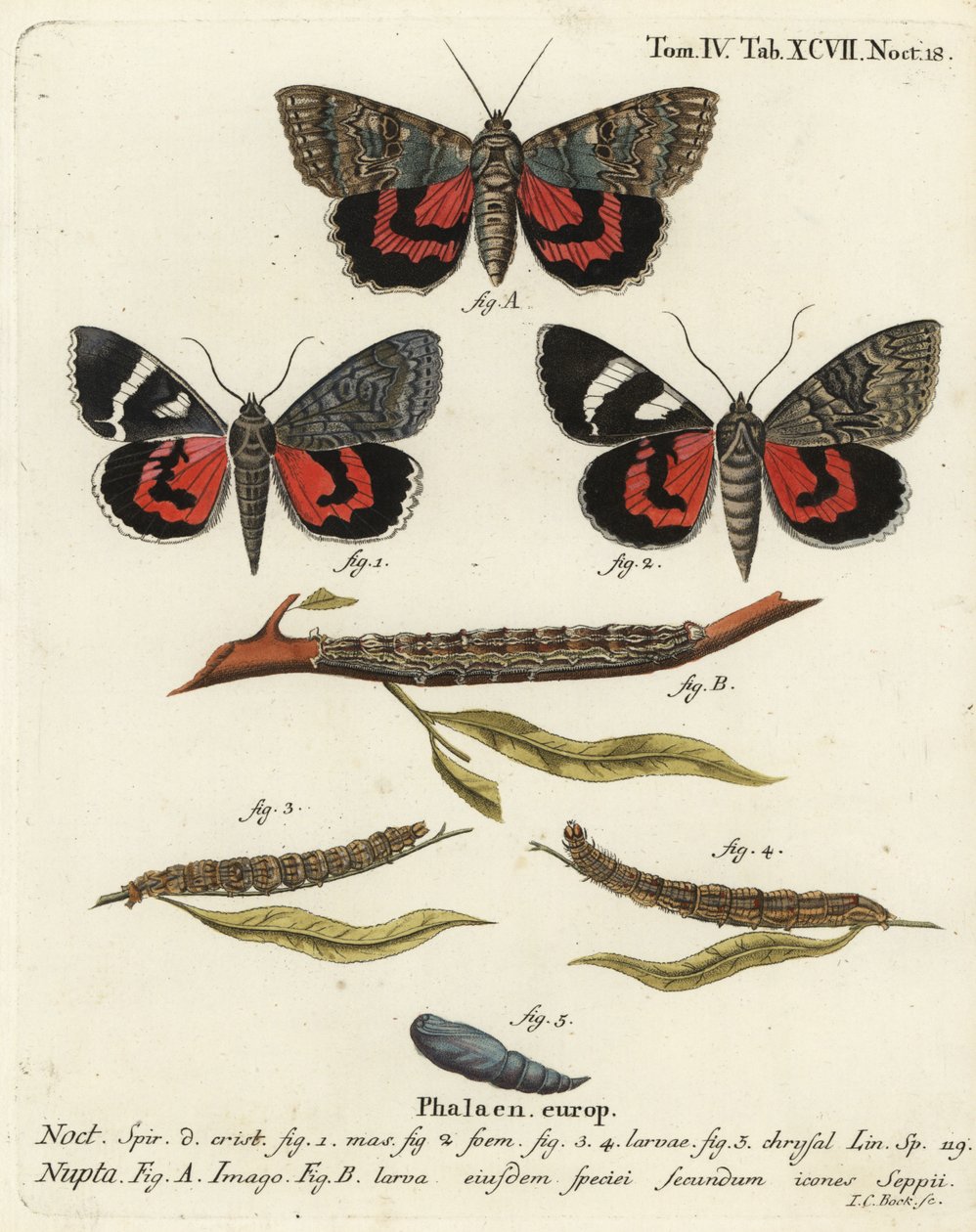 Punainen alussiipikoi, Catocala nupta. Johann Carl Bockin käsinvärinen kuparikaiverrus Eugenius Johann Christoph Esperin Perhoset kuvituksessa luonnosta, Erlangen tekijältä Johann Carl Bock