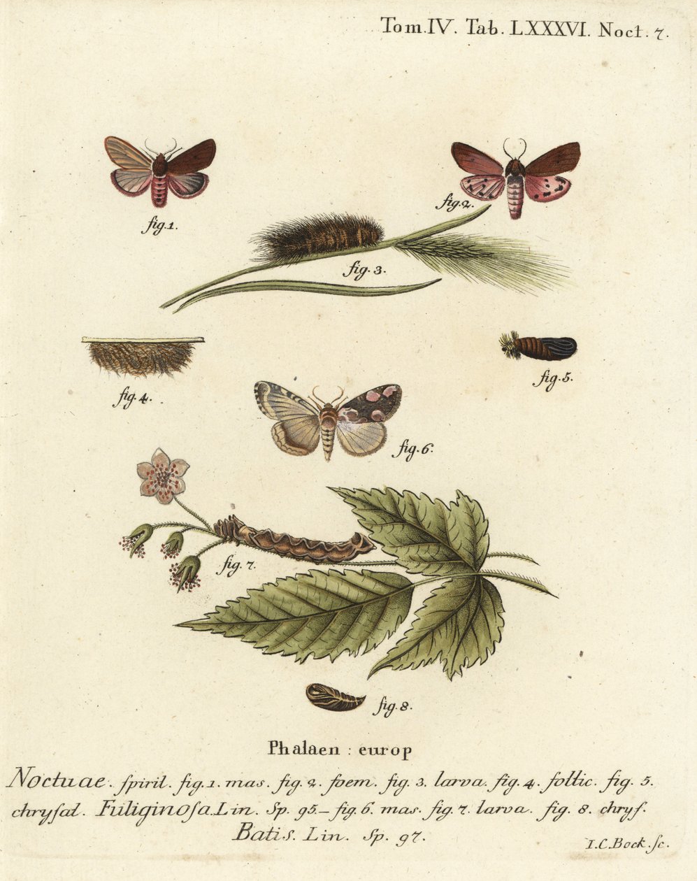 Rubiinitiikerikoi, Phragmatobia fuliginosa 1-5 ja persikankukkakoi, Thyatira batis 6-8. Johann Carl Bockin käsinvärinen kuparikaiverrus Eugenius Johann Christoph Esperin Perhoset kuvituksessa luonnosta Erlangenin mukaan tekijältä Johann Carl Bock