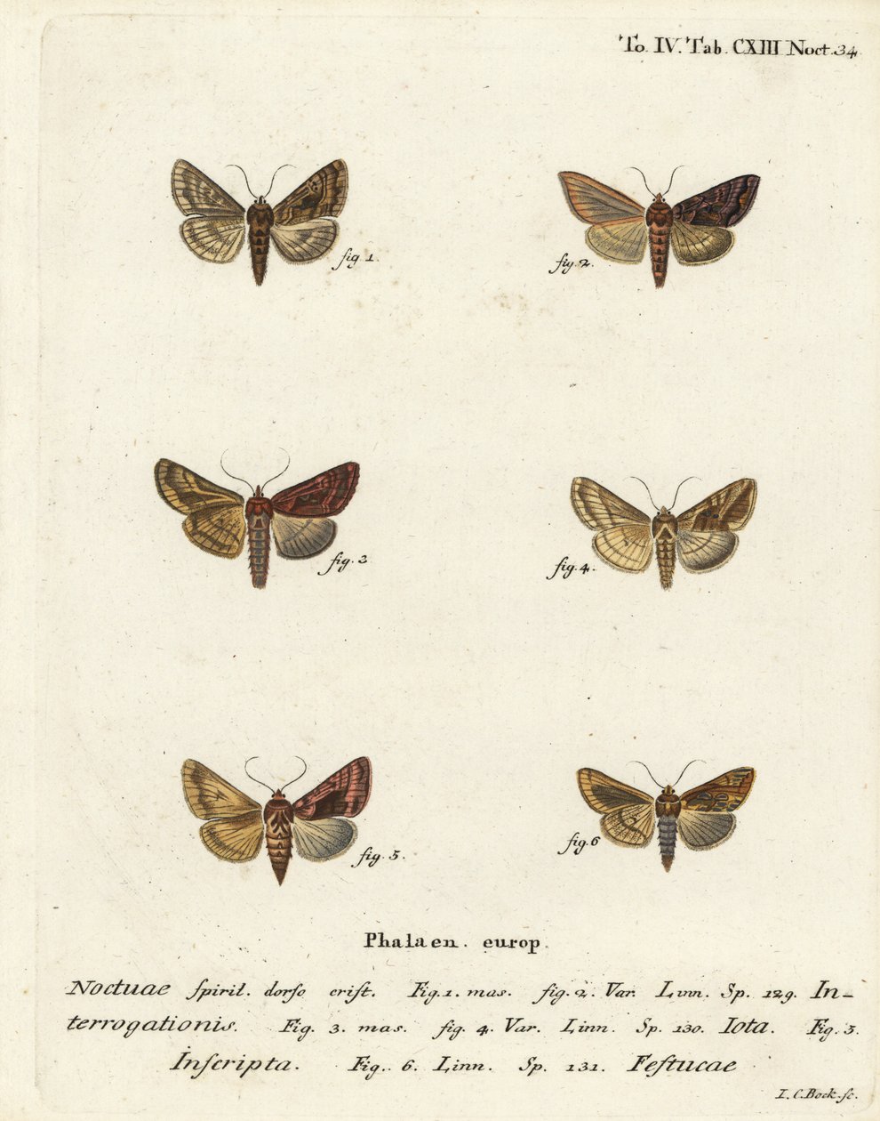 Niukka hopea Y, Syngrapha interrogationis 1,2, sileä kultainen Y, Autographa jota 3-5, kultatäplä, Plusia festucae 6. Johann Carl Bockin käsinvärinen kuparikaiverrus Eugenius Johann Christoph Esperin Perhoset kuvissa natin jälkeen tekijältä Johann Carl Bock