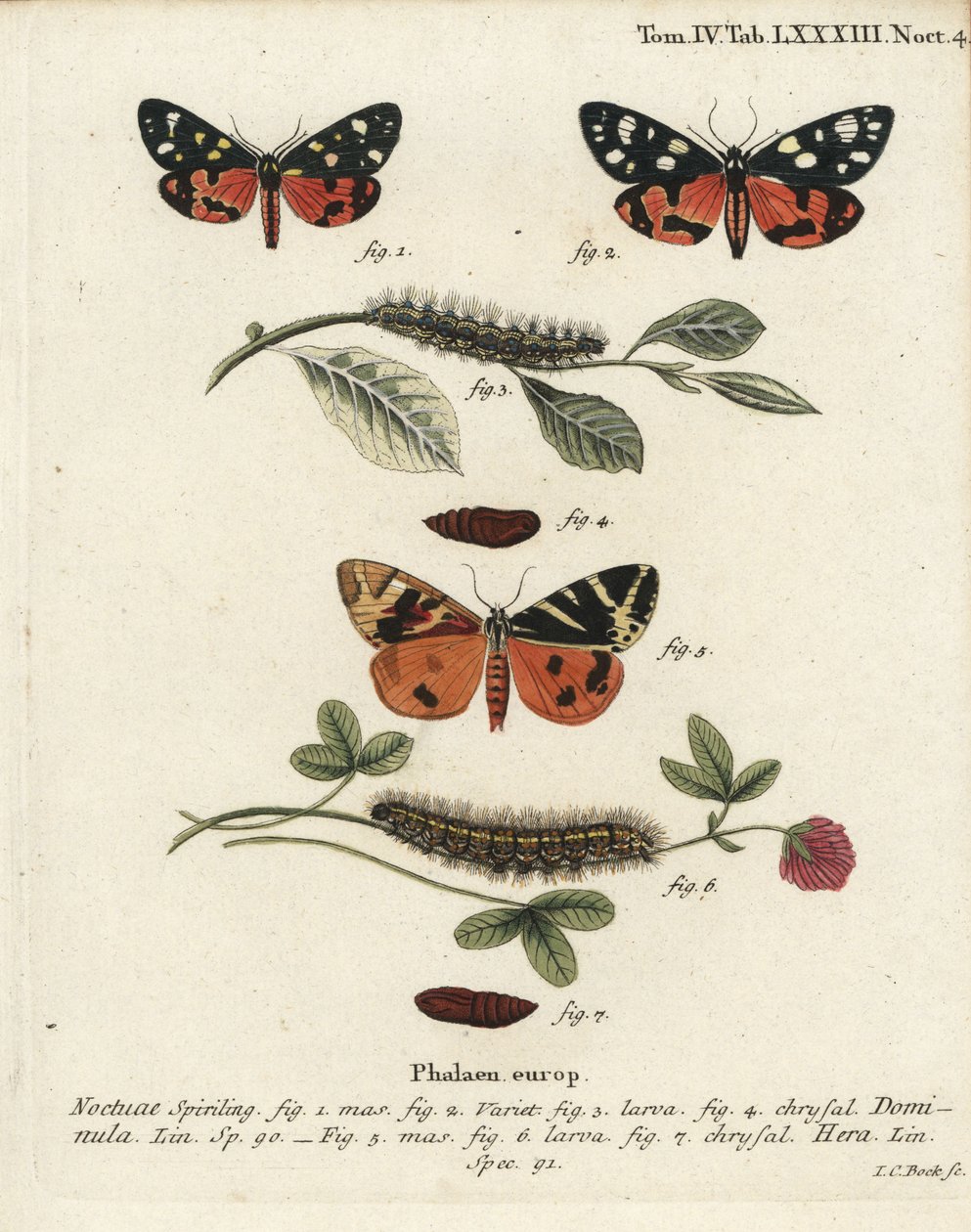 Scarlet tiger moth, Callimorpha dominula 1-4 ja Jersey tiikeri koi, Euplagia quadripunctaria 5-7. Johann Carl Bockin käsinvärinen kuparikaiverrus Eugenius Johann Christoph Esperin Perhoset kuvituksessa luonnosta, Erlangen tekijältä Johann Carl Bock