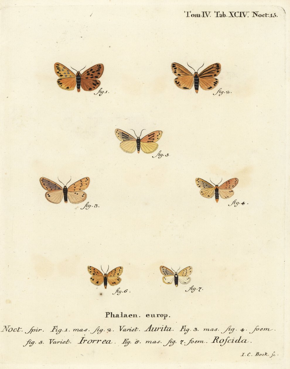 Setina aurita koi 1,2, kastekoi, Setina irrorella 3-5 ja Setina roscida koi 6,7. Johann Carl Bockin käsinvärinen kuparikaiverrus Eugenius Johann Christoph Esperin Perhoset luontokuvissa, Erlangenin mukaan tekijältä Johann Carl Bock