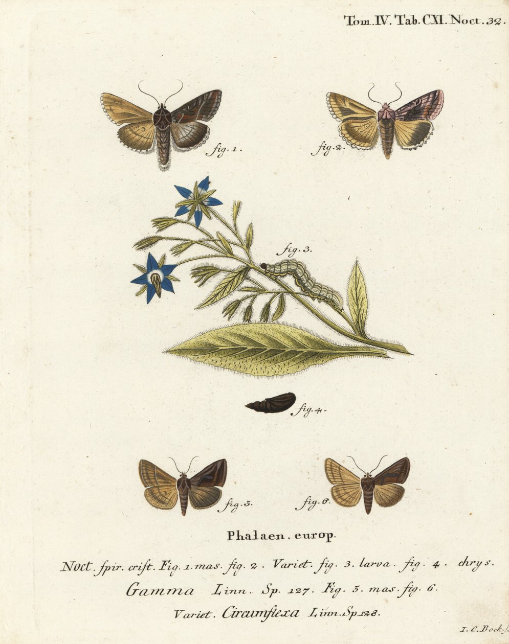 Silver Y -koi, Autographa gamma 1-4 ja Essex Y -koi, Cornutiplusia circumflexa 5,6. Johann Carl Bockin käsinvärinen kuparikaiverrus Eugenius Johann Christoph Esperin Perhoset kuvituksessa luonnosta, Erlangen tekijältä Johann Carl Bock