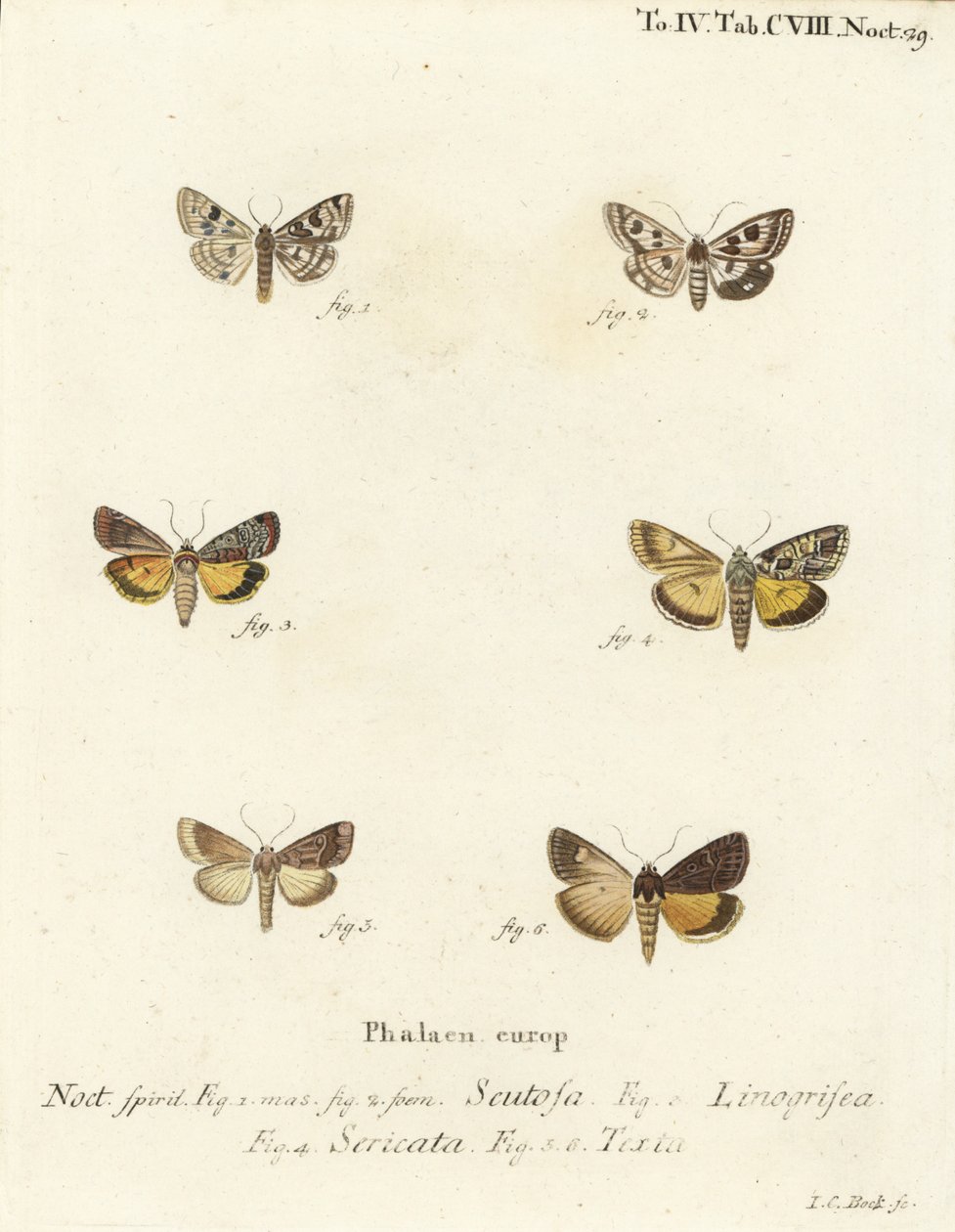 Täpläapila, Schinia scutosa 1,2, Epilecta linogrisea 3, Guernsey alussiipi, Polyphaenis sericata 4 ja olkialussiipi, Thalpophila matura 5,6. Johann Carl Bockin käsinvärinen kuparikaiverrus Eugenius Johann Christoph Esperin Die Schmetten mukaan tekijältä Johann Carl Bock