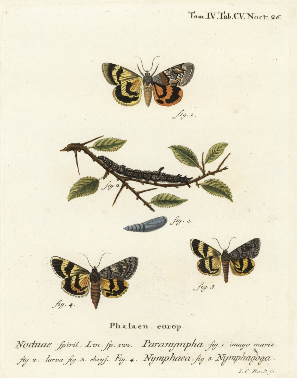 Sweetfern-alussiipi, Catocala antinympha 1-3, Catocala nymphaea 4 ja tammenkeltainen alasiipi, Catocala nymphagoga 5. Johann Carl Bockin käsinvärinen kuparikaiverrus Eugenius Johann Christoph Esperin Die Schmetterlinge in Abbildungen nach der N. tekijältä Johann Carl Bock