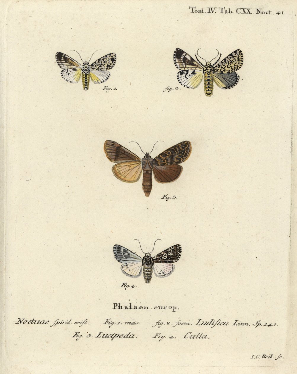 Trichosea ludifica 1,2, etelärustiikki, Rhyacia lucipeta 3 ja Lamprosticta culta 4. Johann Carl Bockin käsinvärinen kuparikaiverrus Eugenius Johann Christoph Esperin Perhoset kuvituksessa luonnosta, Erlangen tekijältä Johann Carl Bock