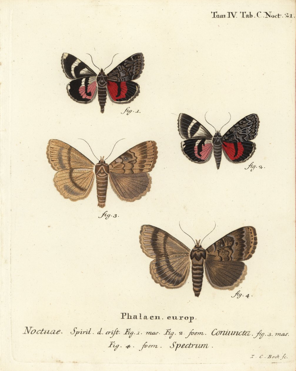 Underwing koi, Catocala coniuncata 1,2 ja Apopestes-spektri 3,4. Noctuae yhdistetty, Noctuae spectre. Johann Carl Bockin käsinvärinen kuparikaiverrus Eugenius Johann Christoph Esperin Die Schmetterlingen mukaan Abbildungen nach der Natur, Erlangen tekijältä Johann Carl Bock