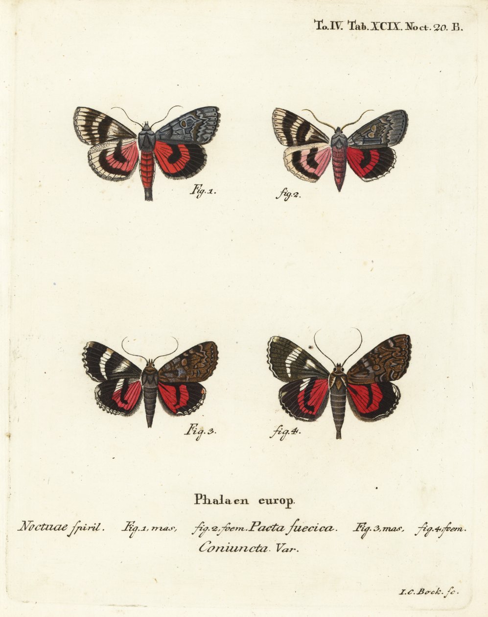 Siipiperhoset, Catocala pacta ja Catocala coniuncta. Johann Carl Bockin käsinvärinen kuparikaiverrus Eugenius Johann Christoph Esperin Perhoset kuvituksessa luonnosta Erlangenin mukaan tekijältä Johann Carl Bock