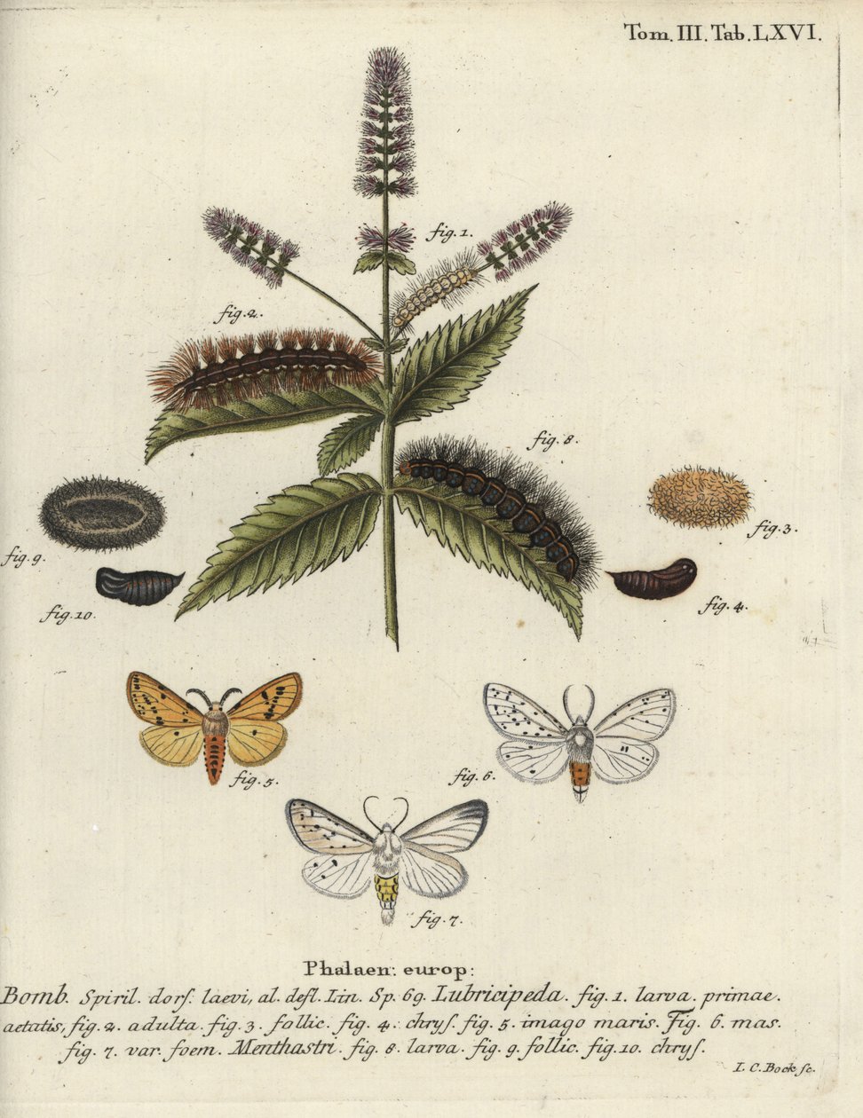 Valkohermeli, Spilosoma lubricipeda. tekijältä Johann Carl Bock