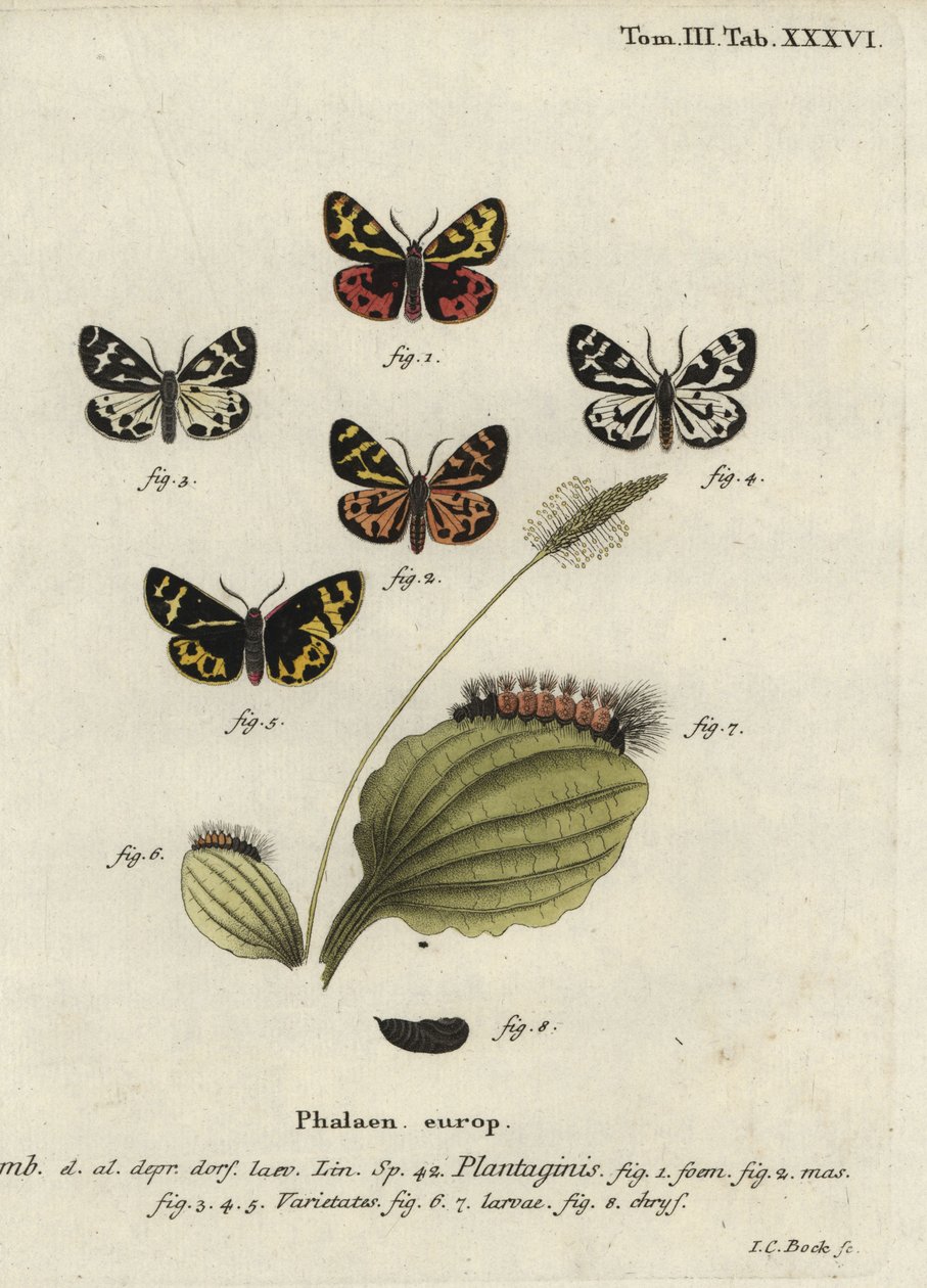 Wood tigre moth, Parasemia plantaginis.finn tekijältä Johann Carl Bock