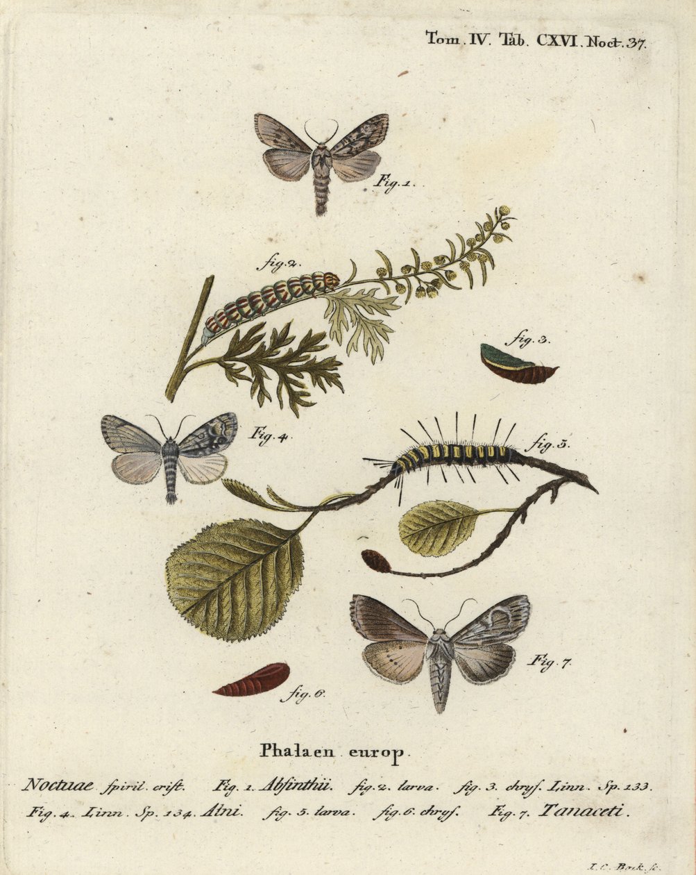 Koiruohokoi, Cucullia absinthii 1-3, leppäkoi, Acronicta alni 4-6 ja Cucullia tanaceti 7. Johann Carl Bockin käsinvärinen kuparikaiverrus Eugenius Johann Christoph Esperin Perhoset kuvituksessa luonnon jäljillä, Erlangen tekijältä Johann Carl Bock