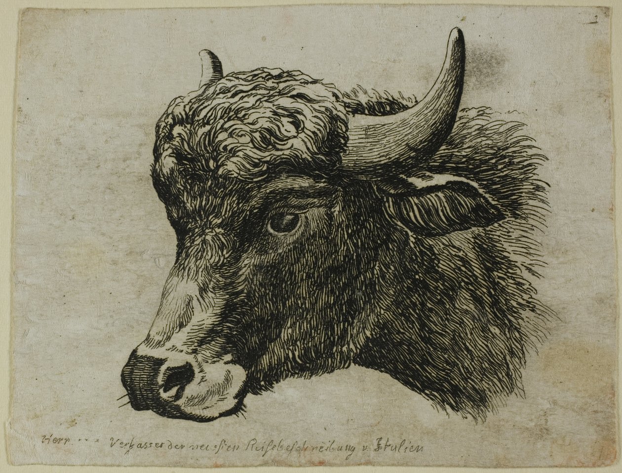Buffalo-pää vasemmalle, Die Zweite Thier Folge tekijältä Johann Christian Reinhart