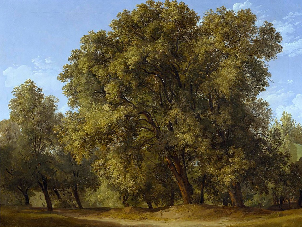 Metsämaisema tekijältä Johann Christian Reinhart