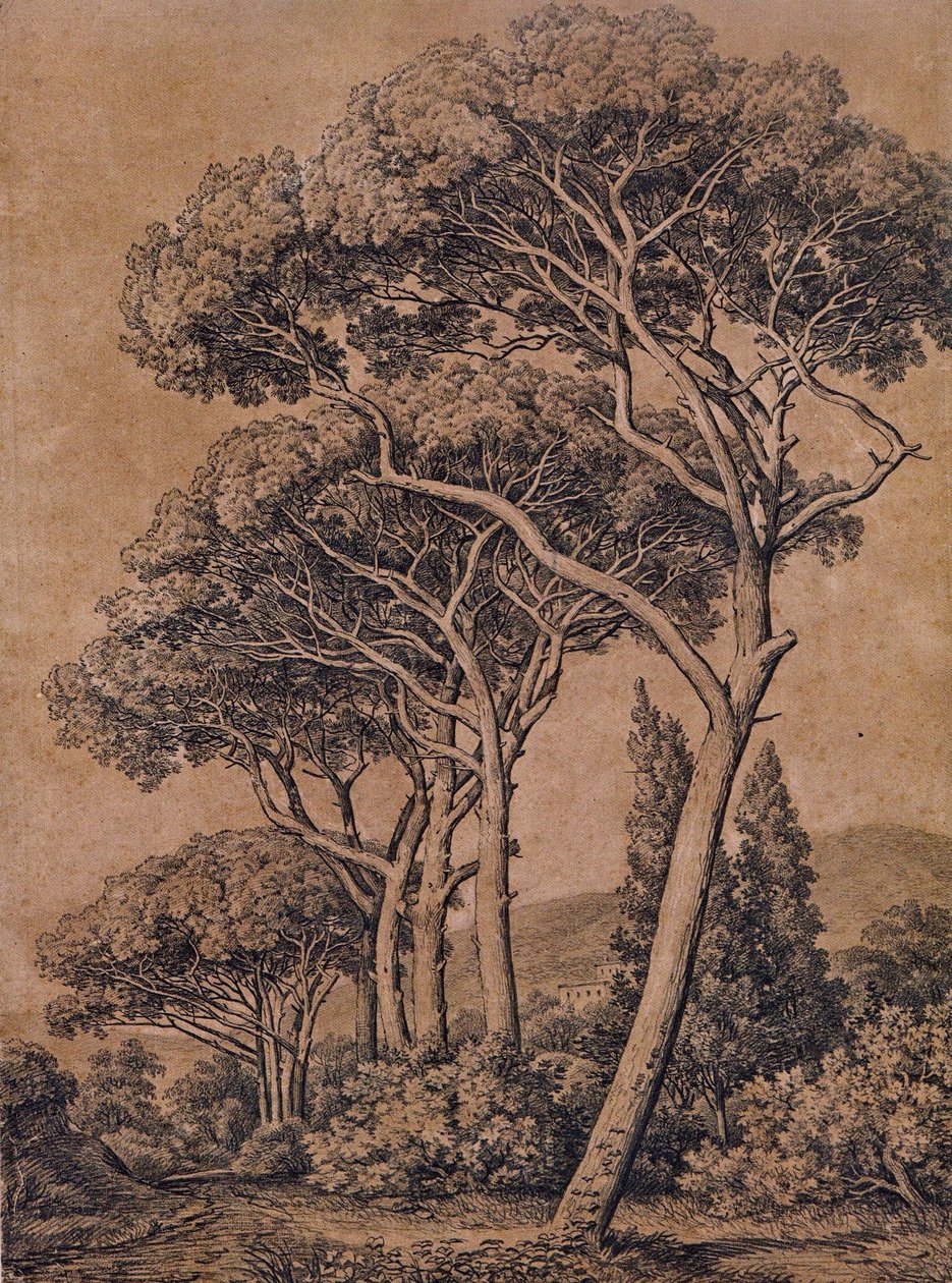 J C Reinhart Sateenvarjomännyt 1791 tekijältä Johann Christian Reinhart