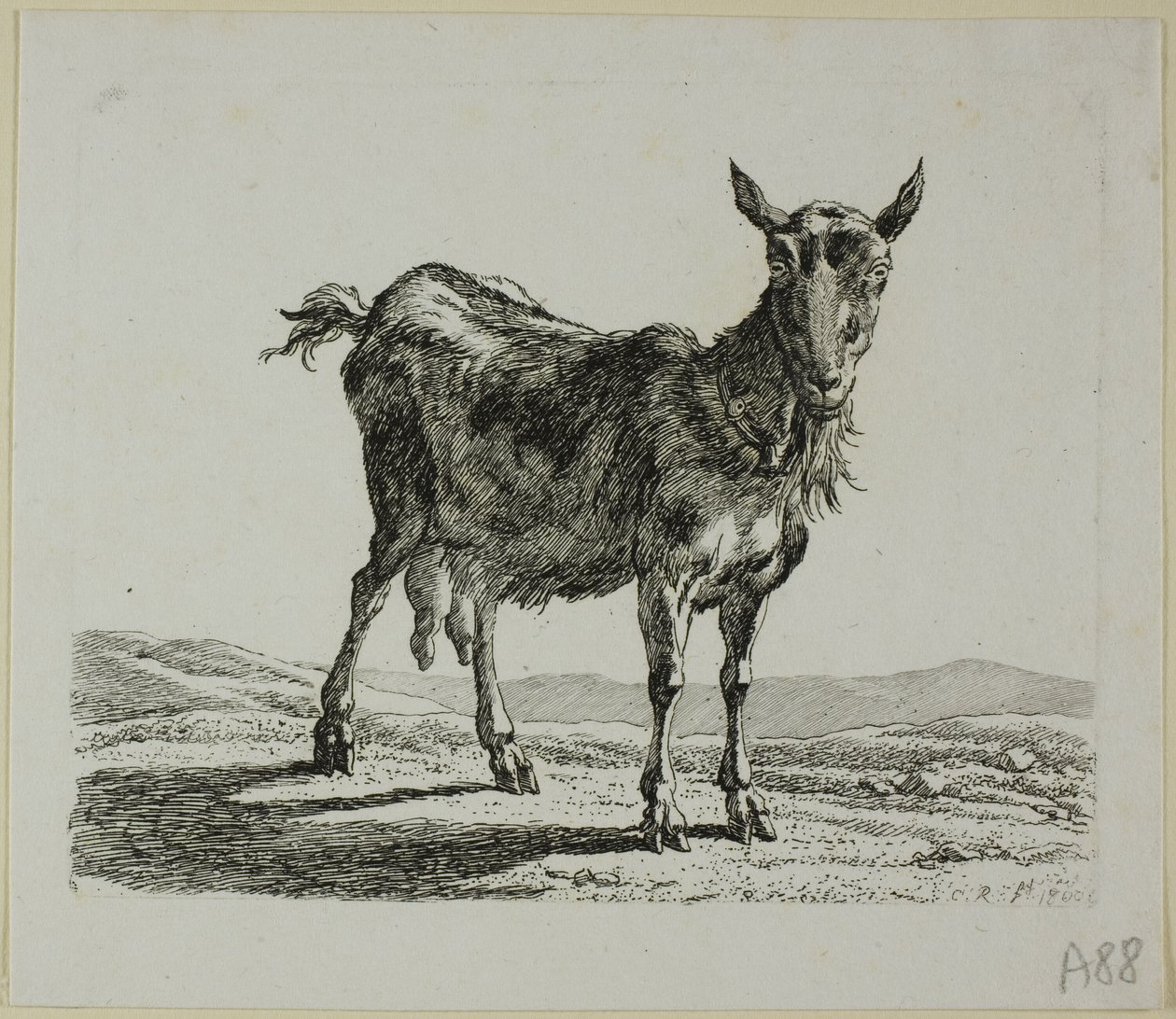 Standing Goat, Die Zweite Thiernahme tekijältä Johann Christian Reinhart