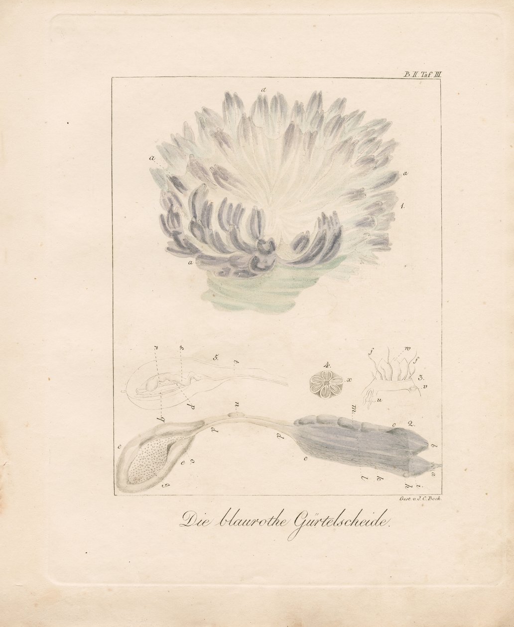  tekijältä Johann Christoph Bock