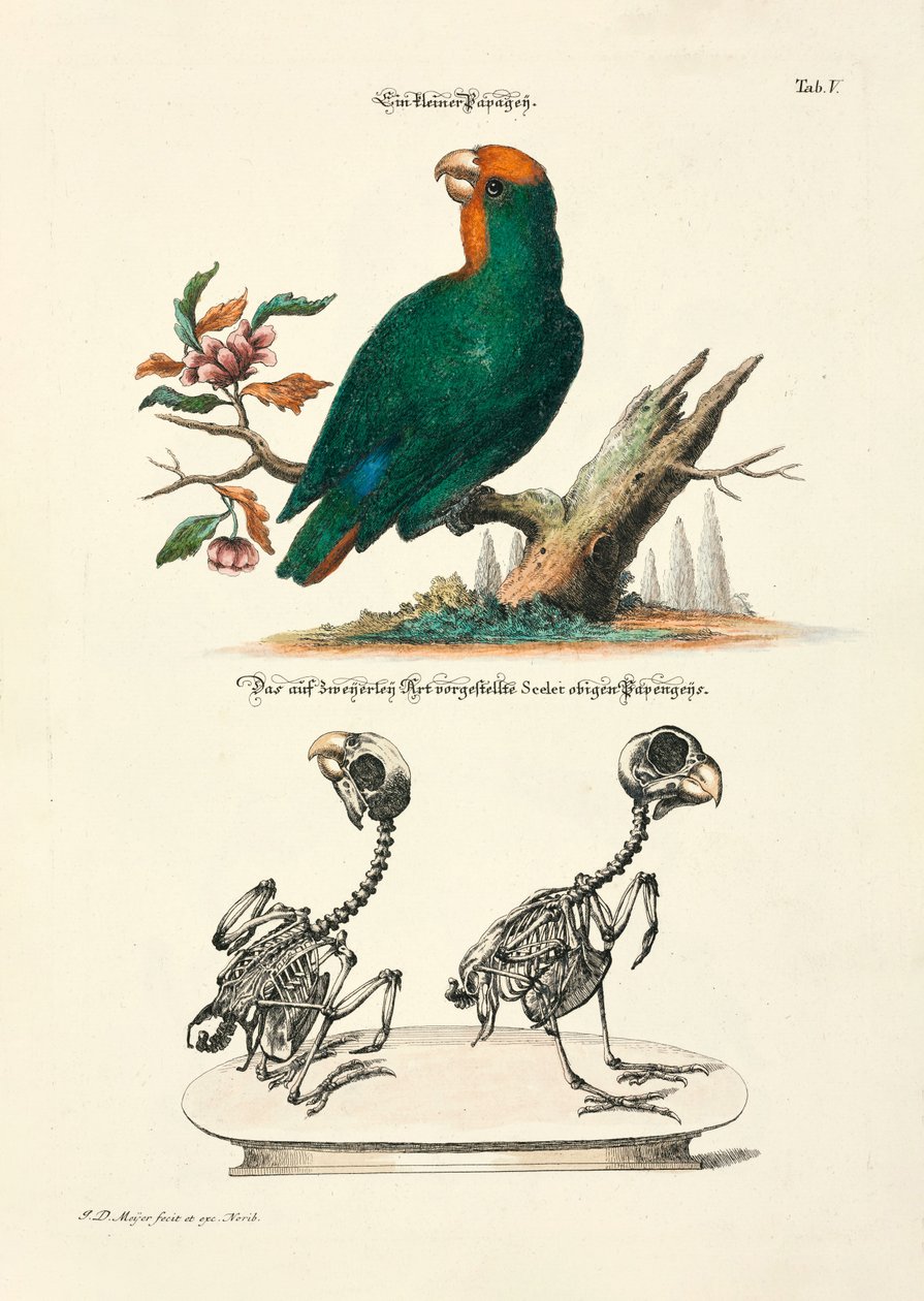  tekijältä Johann Daniel Meyer