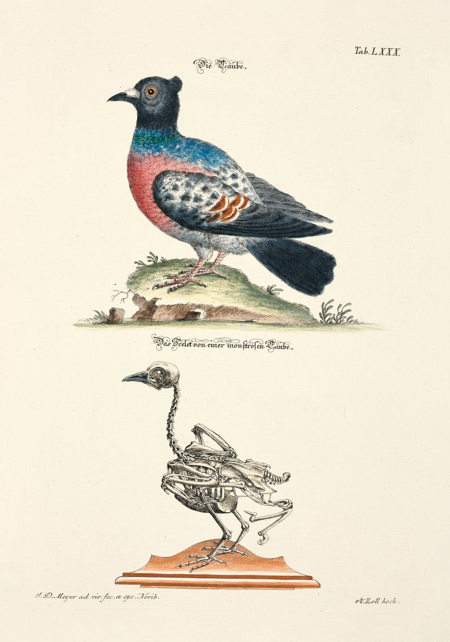  tekijältä Johann Daniel Meyer