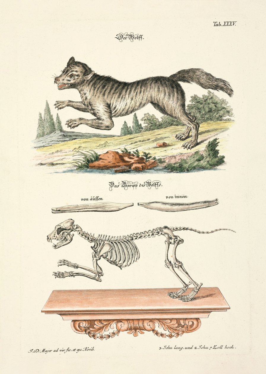  tekijältä Johann Daniel Meyer