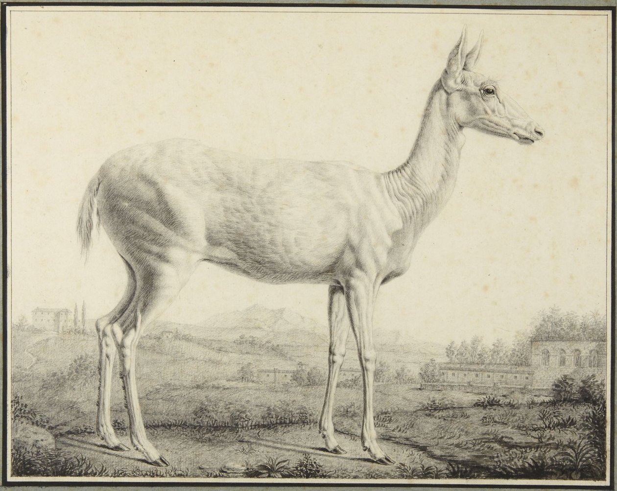 Hirvi tekijältä Johann Elias Ridinger