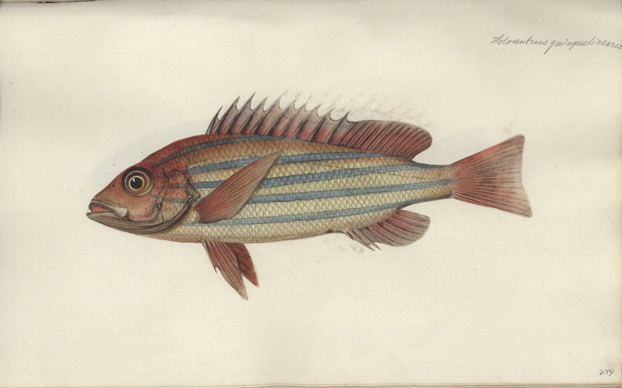 Lutjanus quinquelineatus, ennen vuotta 1790 tekijältä Johann Friedrich Hennig
