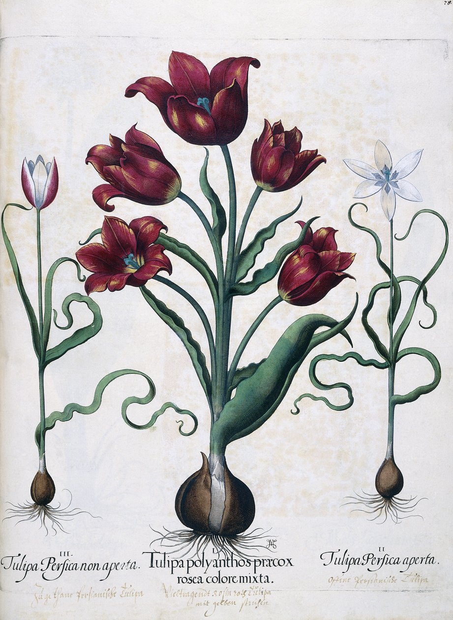 Tulppaanit, 1613 tekijältä Johann Friedrich Meyer