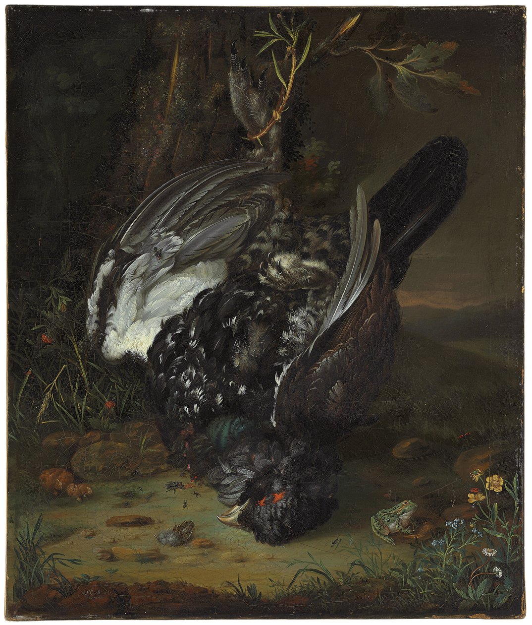 Mustakukko metsäisessä maisemassa, 1747 tekijältä Johann Friedrich von Grooth