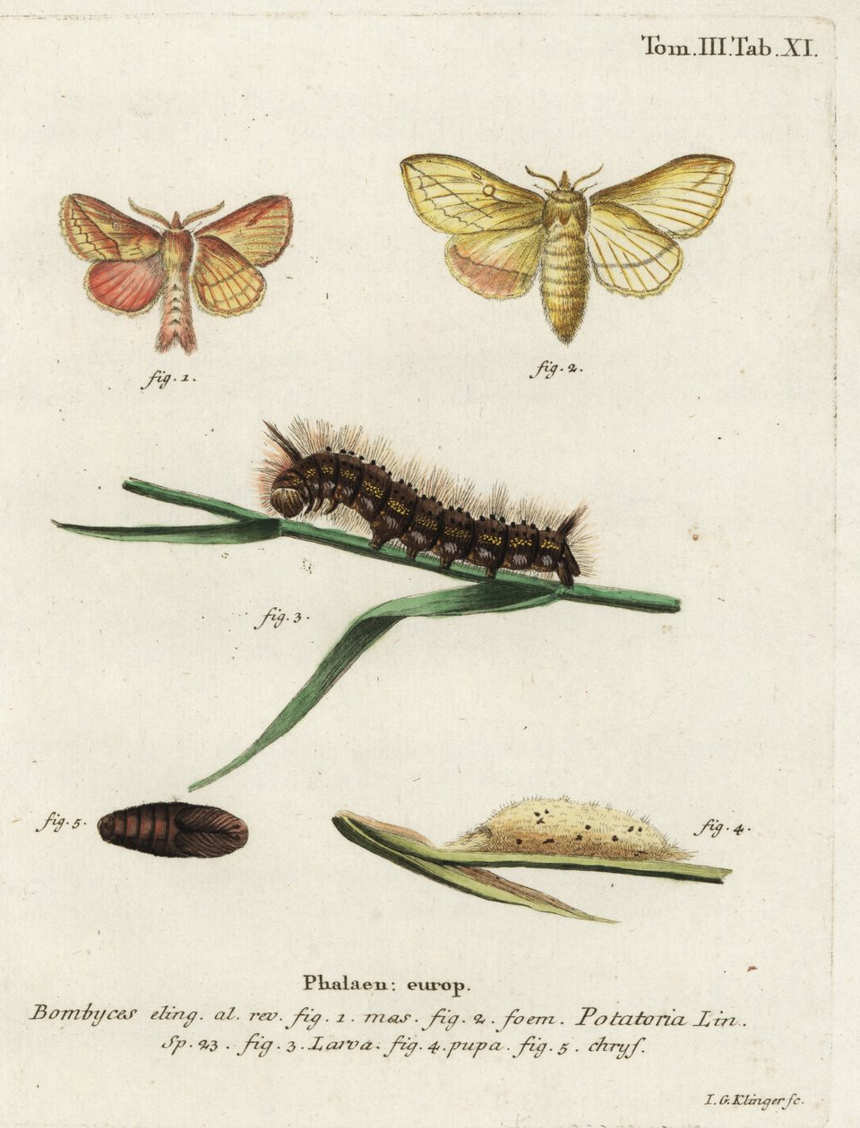 Juomakoi, Euthrix potatoria. tekijältä Johann Georg Klinger