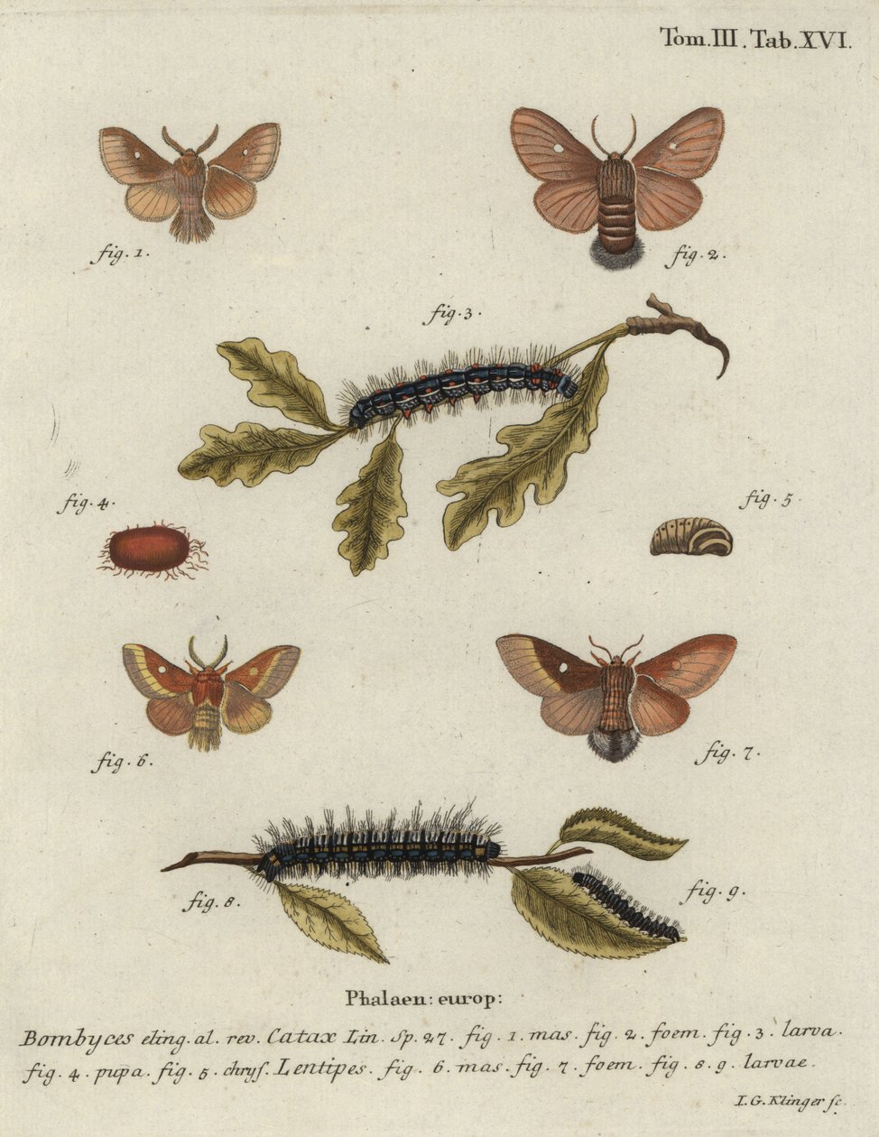 Itämunat, Eriogaster-kataksi. tekijältä Johann Georg Klinger