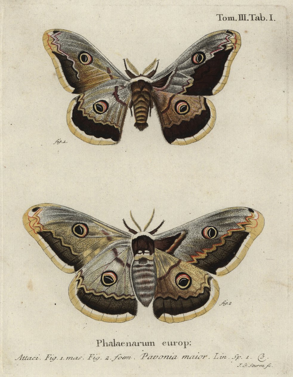 Keisarikoi, Saturnia pavonia. tekijältä Johann Georg Klinger