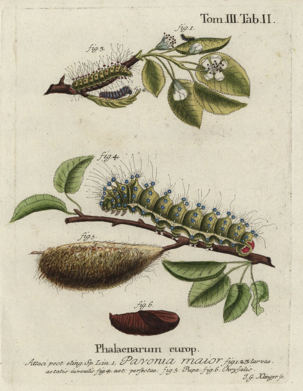 Keisarikoi, Saturnia pavonia, toukka, pupa, chrysalis. tekijältä Johann Georg Klinger