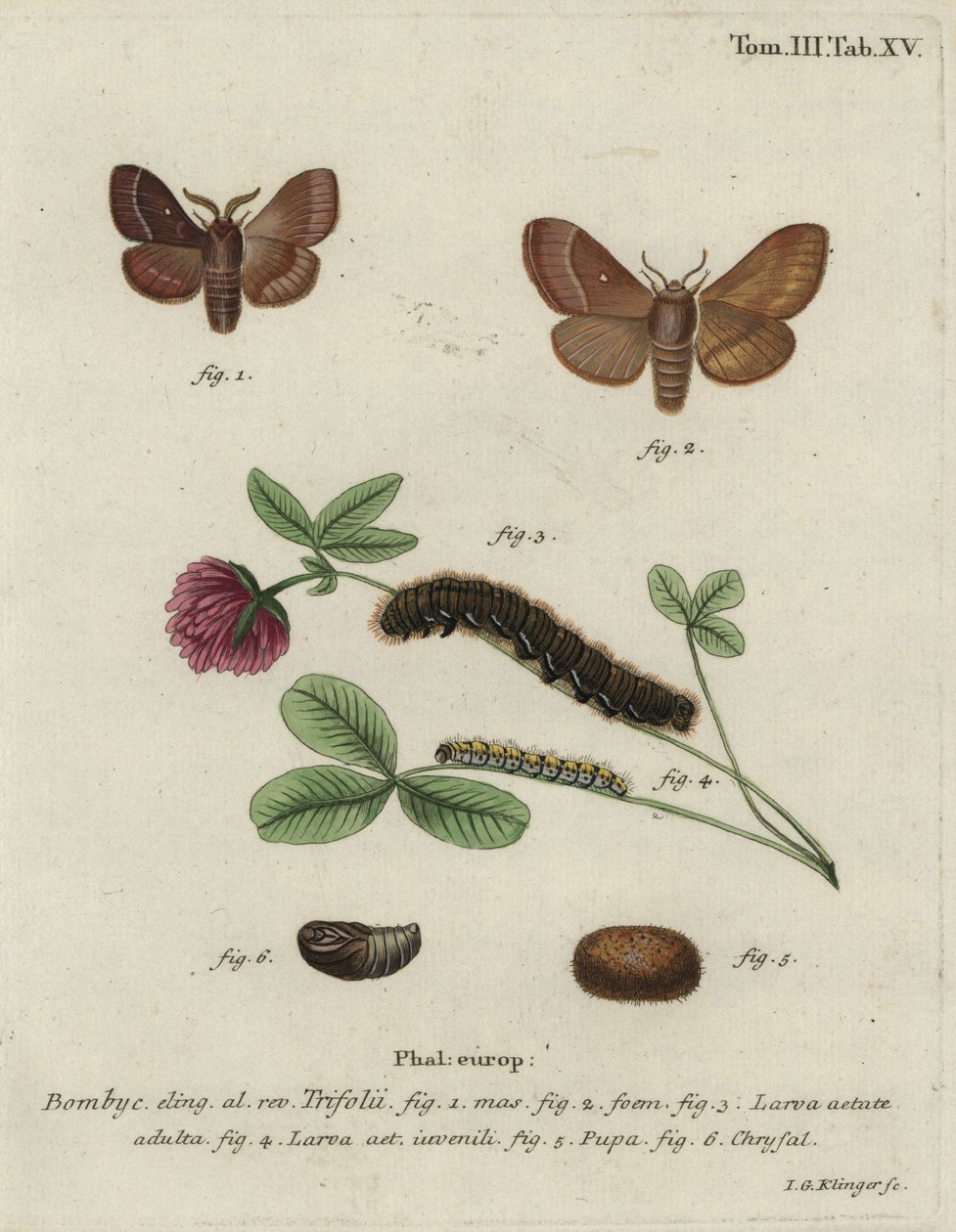 Ruohomunat, Lasiocampa trifolii. tekijältä Johann Georg Klinger
