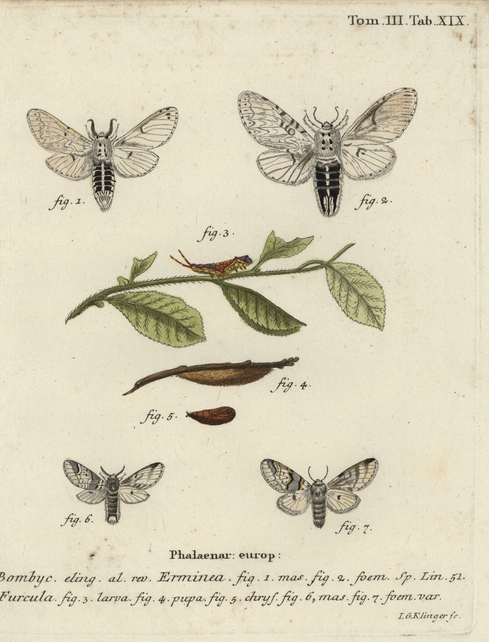 Pieni pussikoi, Cerura erminea. tekijältä Johann Georg Klinger