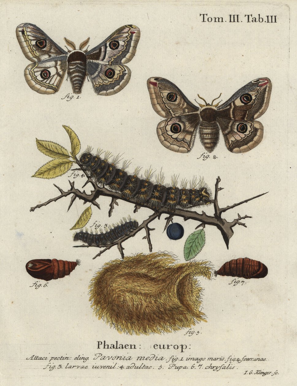 Sloe keisarikoi, Saturnia spini. tekijältä Johann Georg Klinger