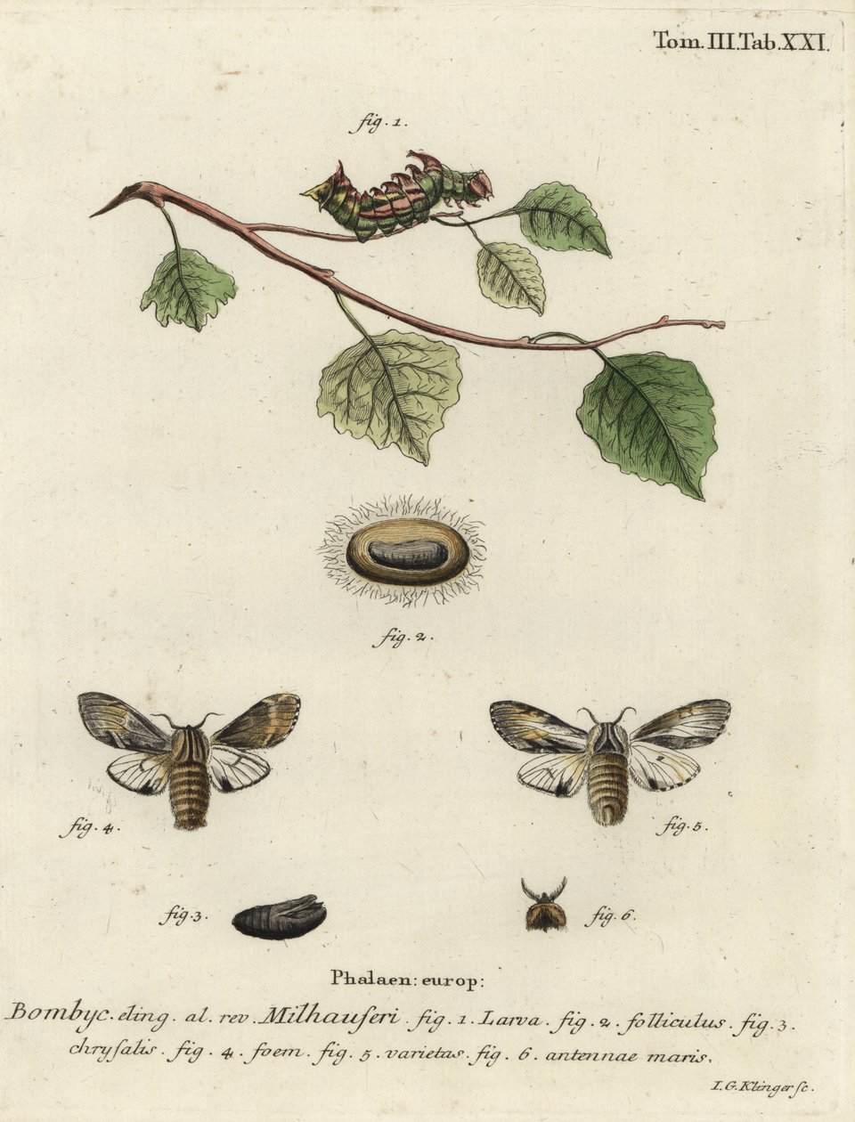 Tawny näkyvä koi, Harpyia milhauseri. tekijältä Johann Georg Klinger