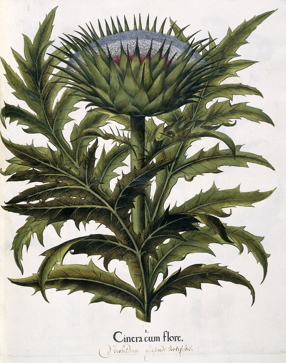 Cinera Cum Flore, 1613 tekijältä Johann Georg Ziesenis