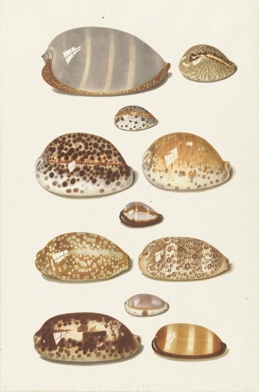 Yksitoista isoa ja pientä trooppista cowrie-kuorta tekijältä Johann Gustav Hoch