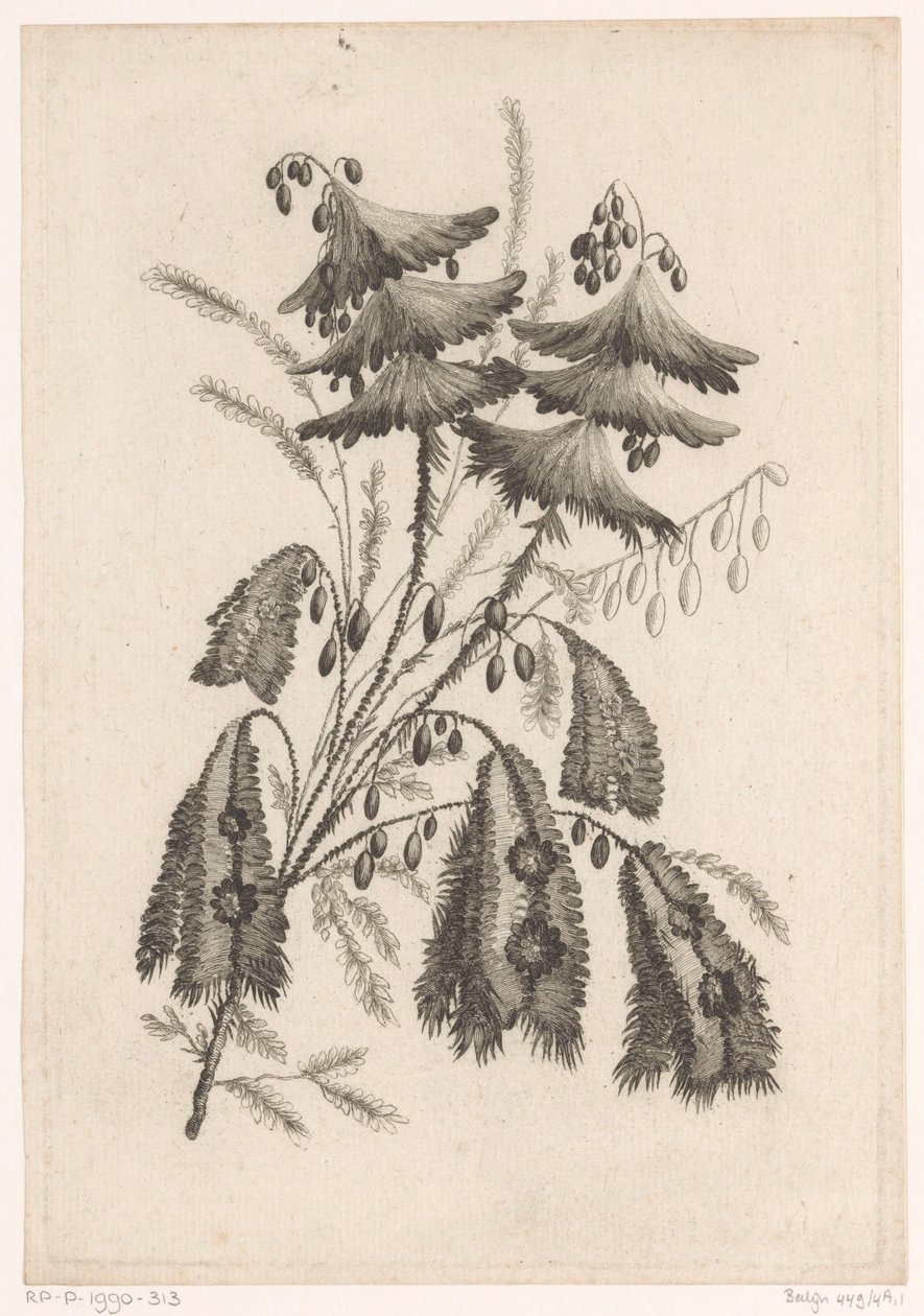 Parasolachtige bloemen Kokoelma uusia makukukkia; Valmistajalle Manufacture des Etoffes de Perse (sarjan nimi) tekijältä Johann Heinrich  Hess
