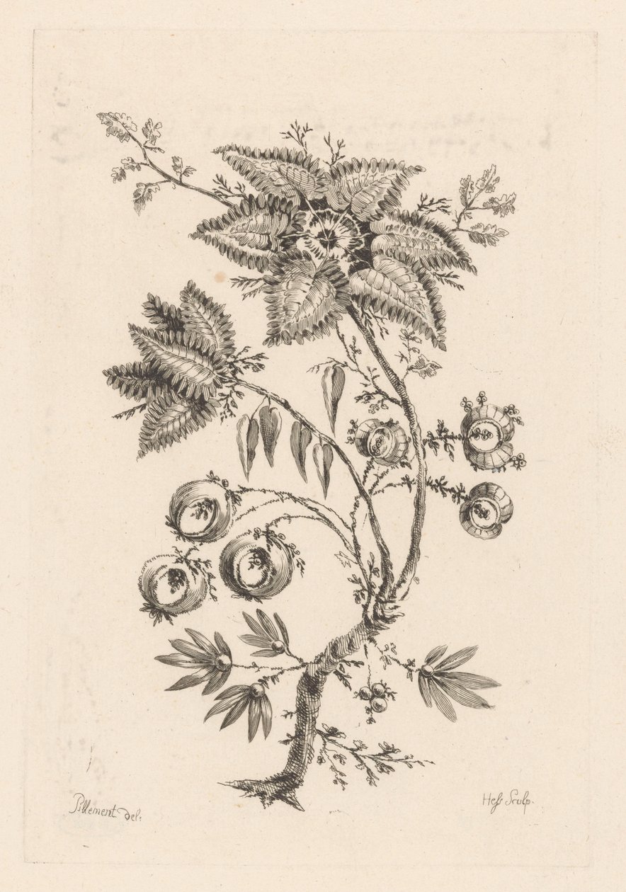 tähden muotoisia kukkia Fleures Baroques (sarjan nimi) tekijältä Johann Heinrich  Hess