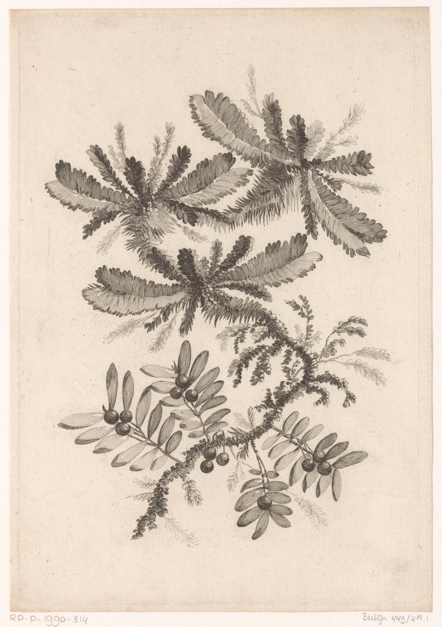 Takken tapasi Bessenin Kokoelma uusia makukukkia; Valmistajalle Manufacture des Etoffes de Perse (sarjan nimi) tekijältä Johann Heinrich  Hess