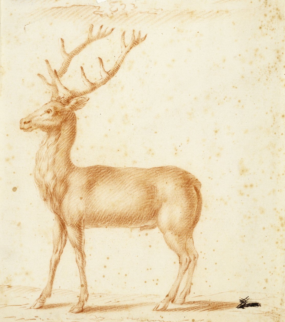 Hirvi, 1600-luku (punainen liitu paperille) tekijältä Johann Heinrich Roos